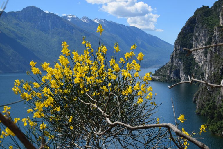 Read more about the article פארקי חבלים סביב אגם גארדה – ה-7 המובילים